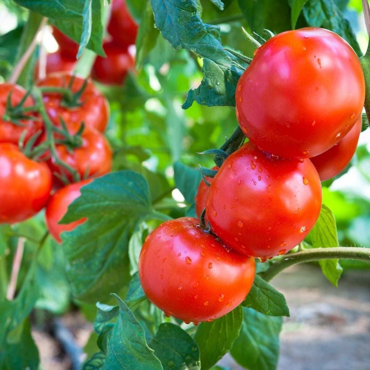 Beefsteak Tomato Plants - | Two Live Garden Plants | Non-GMO, Large Fruit,  Crack-Resistant